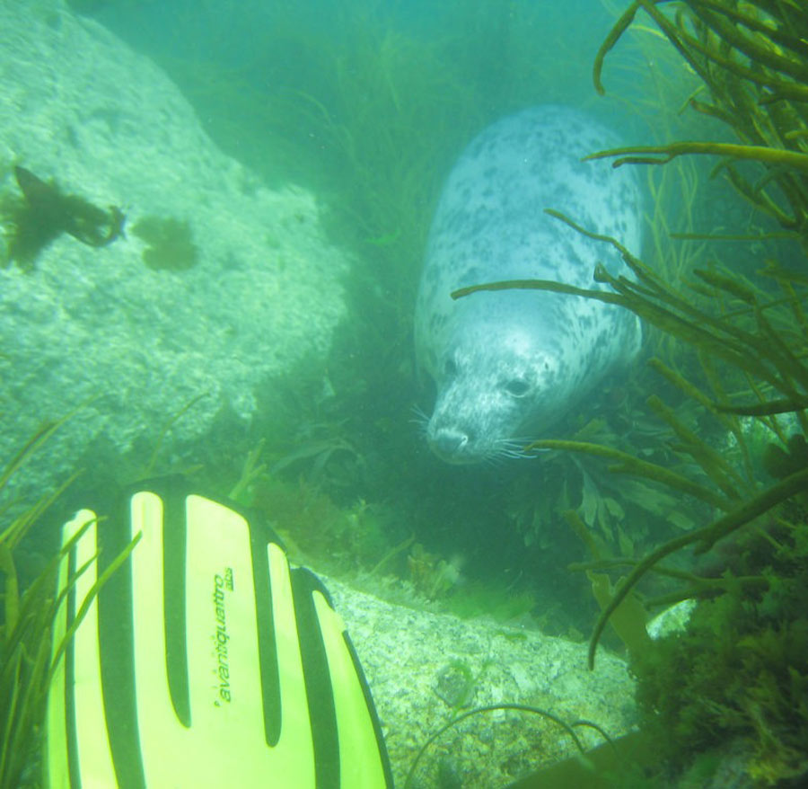 scuba-seal-encounter-5-50976 scuba-seal-encounter-5-50976