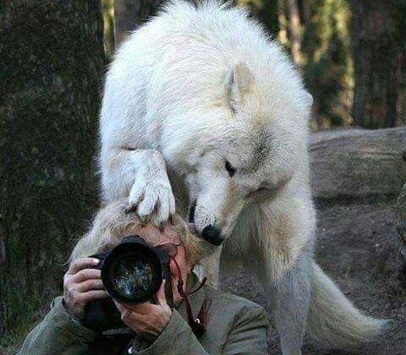 wolf-head