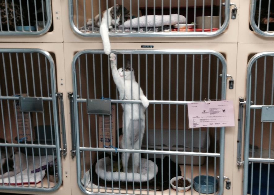 drama cat 15 dramatic cat locked up