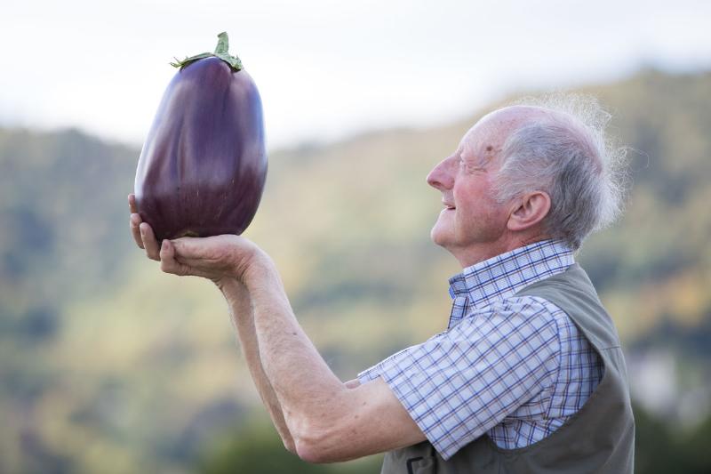 Eggplants protect the heart from disease Peter Glazebrook looks at his giant aubergine at the CANNA UK National Giant Vegetables Championship