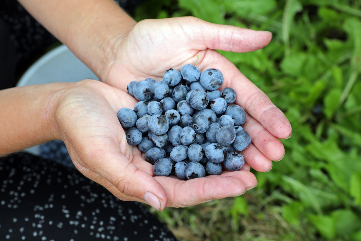 Blueberries encourage blood flow which helps the heart Polish harvest workers picking blueberries in the fields
