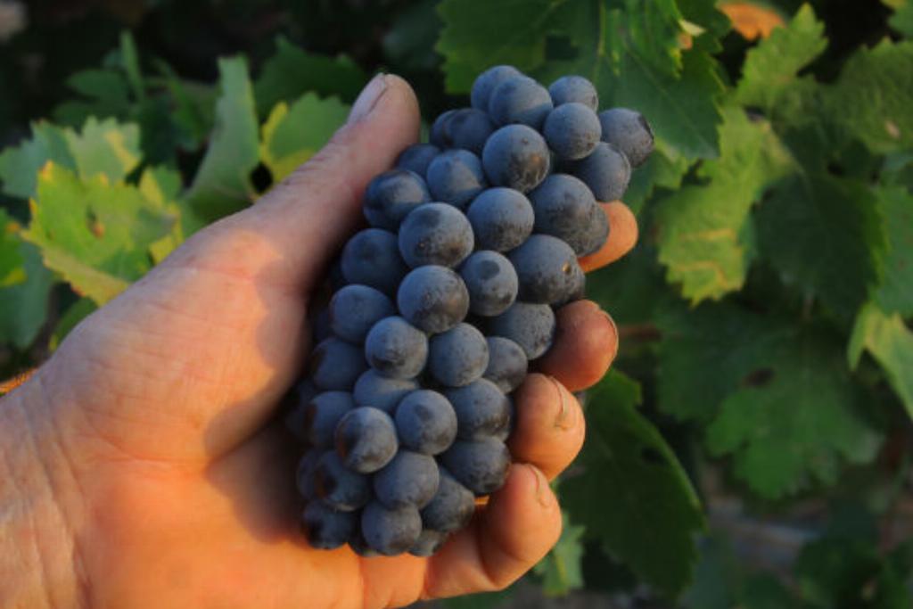 Red Grapes Red Grapes