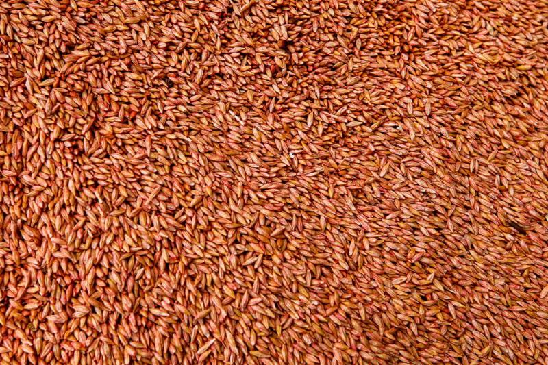 Barley Barley