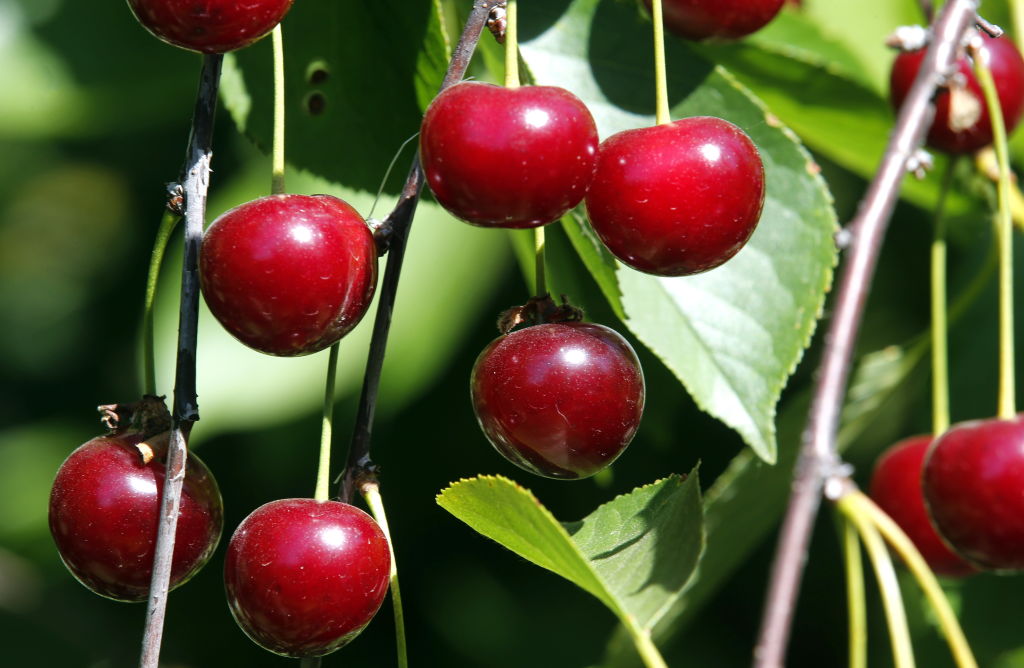 Cherries Cherries