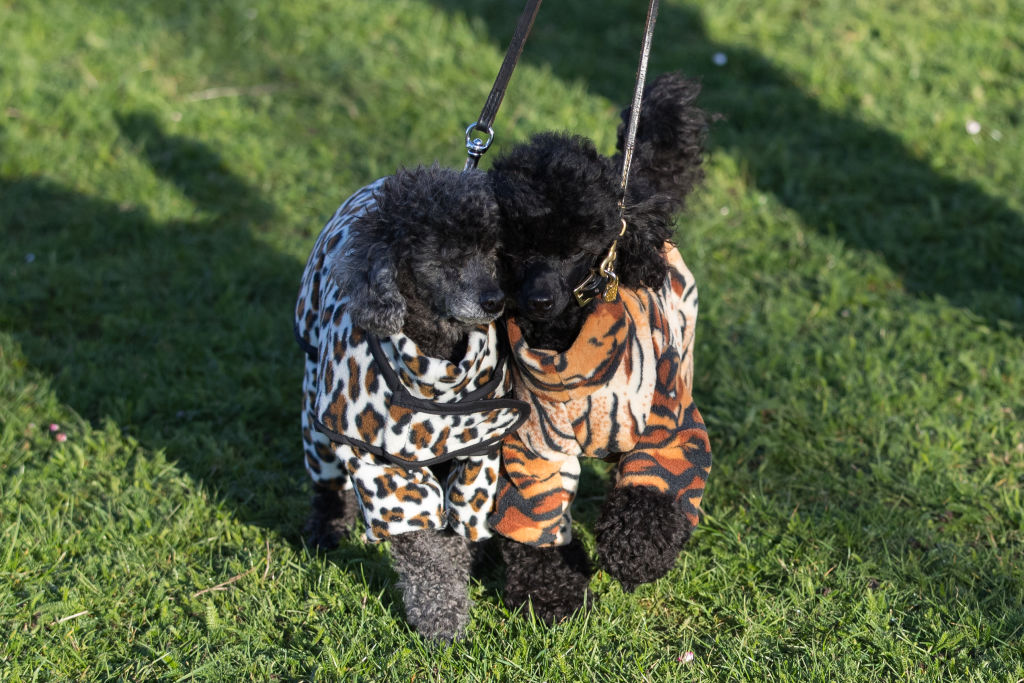 GettyImages-1129010768-25620-13692 GettyImages-1129010768-25620-13692 toy poodles