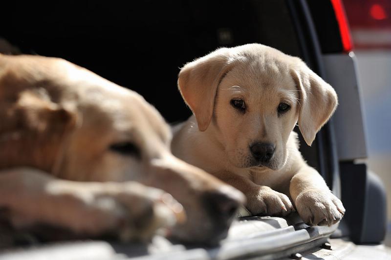 GettyImages-155696344-29134-94064 lab retrievers GettyImages-155696344-29134-94064 lab retrievers dont leave alone