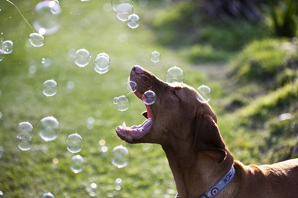 GettyImages-170977325-10920-33324 viszlas hungarian breed GettyImages-170977325-10920-33324 viszlas trying to catch bubbles