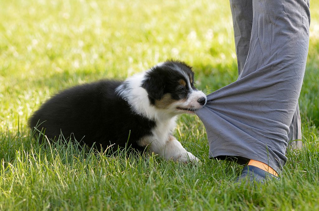 GettyImages-506002715-33604-21503 australian shepherd puppy GettyImages-506002715-33604-21503 australian shepherd puppy biting pant leg