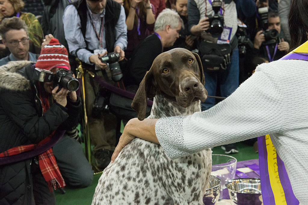 GettyImages-510749198-69328-46392 german shorthaired pointer GettyImages-510749198-69328-46392 german shorthaired pointer at dog show
