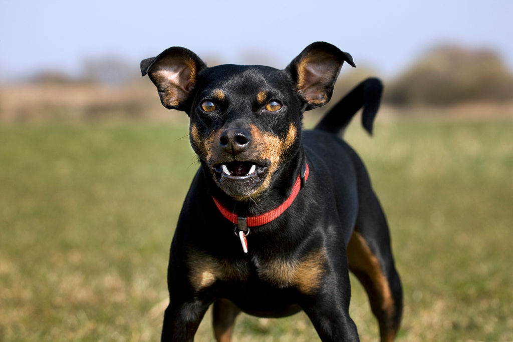 GettyImages-539294056-82700-79658 manchester terrier dog GettyImages-539294056-82700-79658 manchester terrier dog snarling at camera