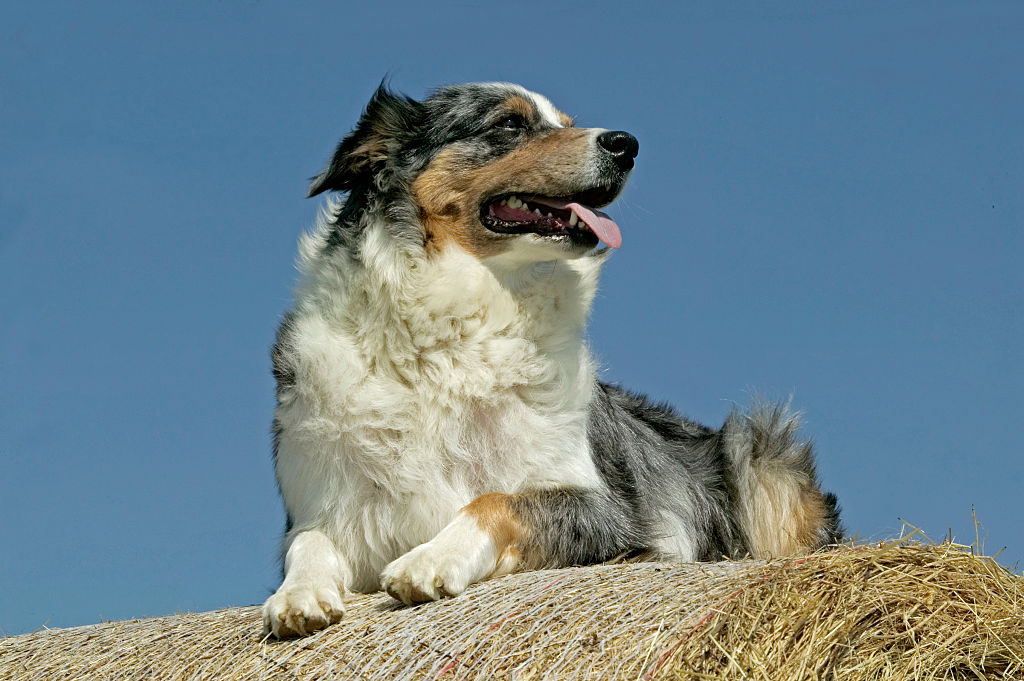 GettyImages-578260612-54712-81885 australian shepherds GettyImages-578260612-54712-81885 australian shepherds need love