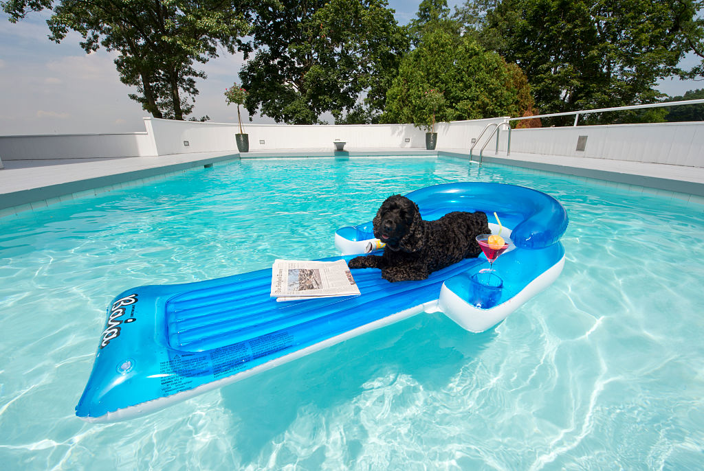 GettyImages-585142214-19028-71656 cocker spaniel on pool float GettyImages-585142214-19028-71656 cocker spaniel on pool float in the water