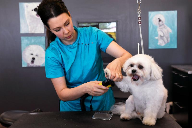 GettyImages-983300904-23202-51248 bichon frises GettyImages-983300904-23202-51248 bichon frises getting nails trimmed