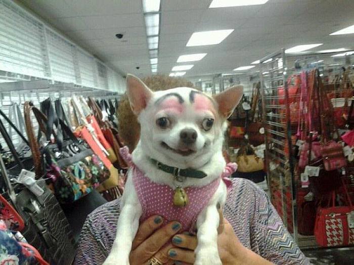 bad eyebrows 34 a dog with eyebrows