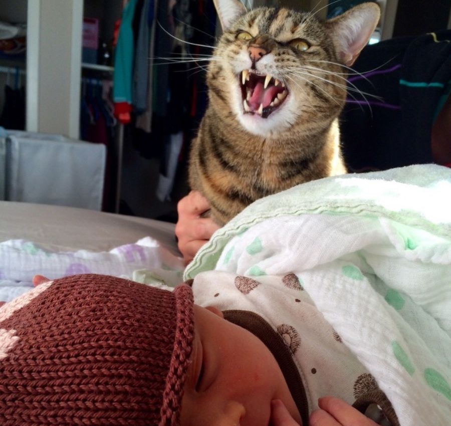 dramatic dislike of the baby cat cat hissing at newborn baby