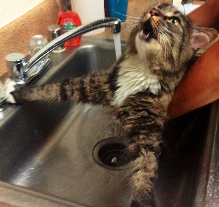 dramatic sink bath cat cat getting a bath in the sink and meowing