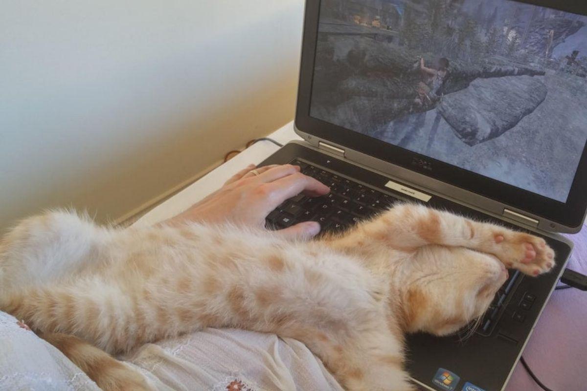 dramatic pc gamer cat cat laying on back on top of laptop keyboard