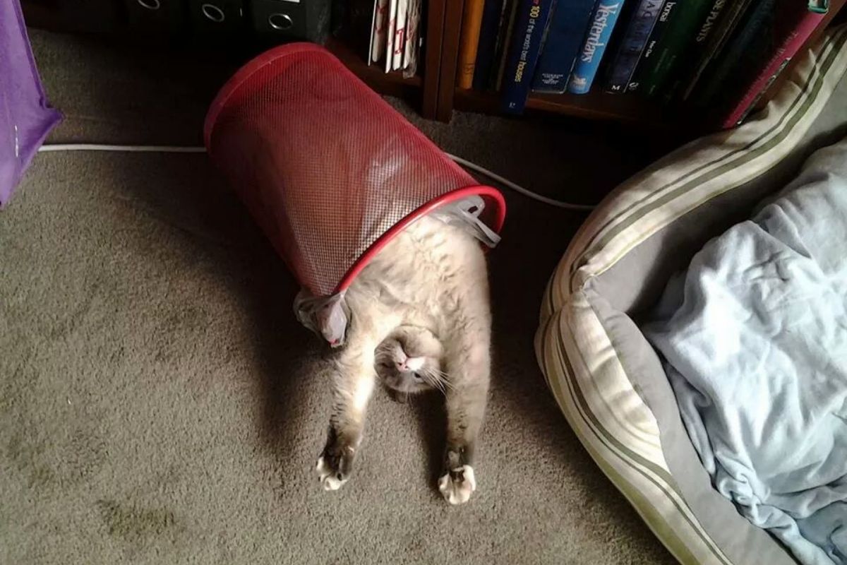dramatic trash cat cat laying upside down in a trash can