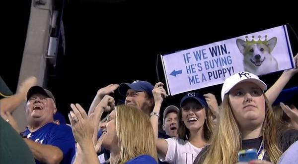royals fan puppy a puppy on the line for kansas city royals fan
