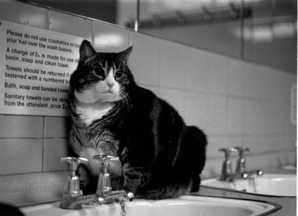 looking cat -3433651 cat