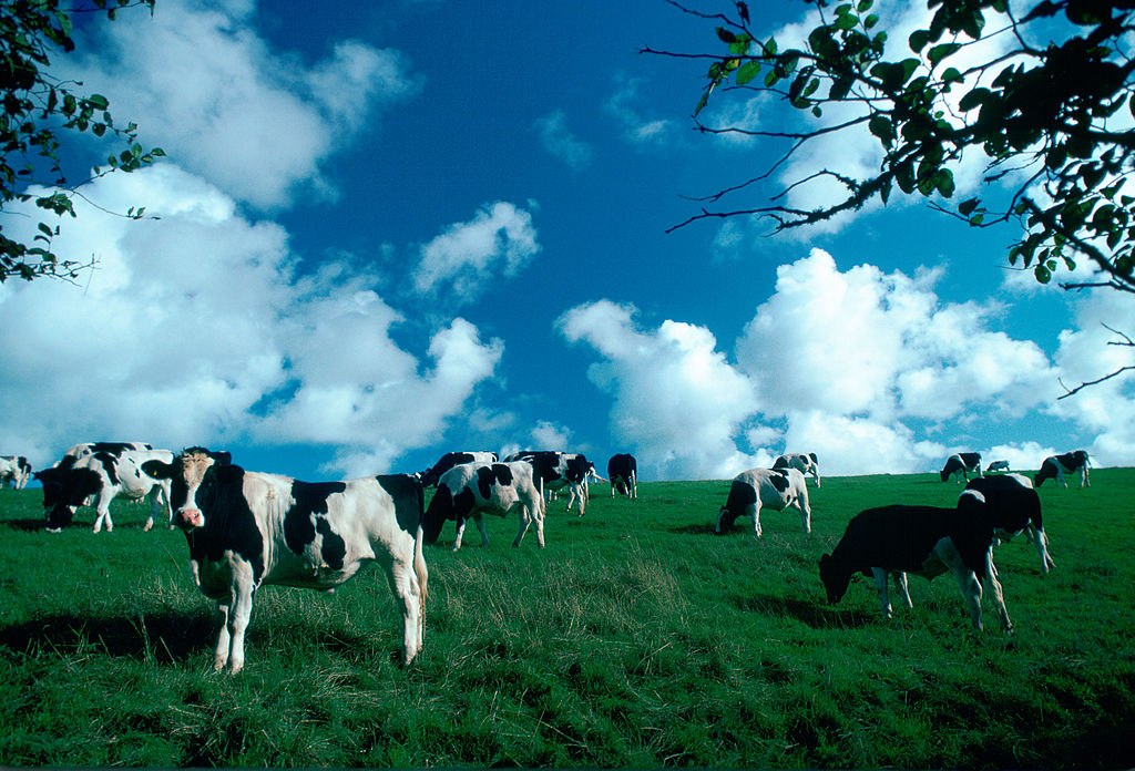 cows-53043337 grazing in the field
