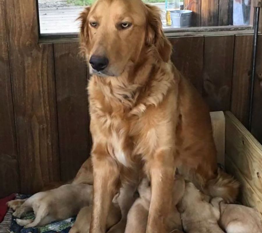 mom dog dog nursing her pups tired