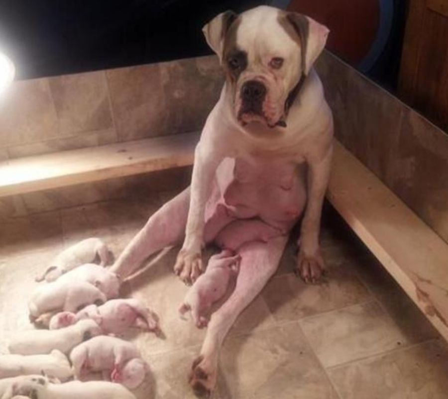dog mmom dog mom nursing looking worn out