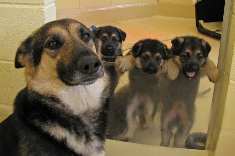 dog with babies babies outside plexiglass barrier