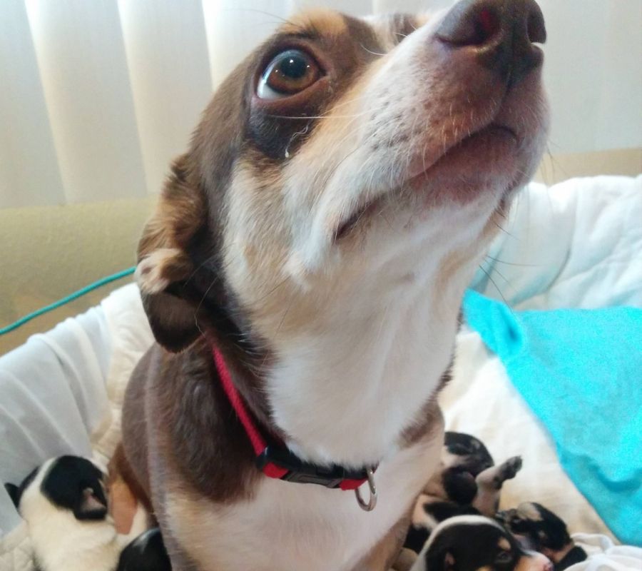 snickers the dog dog laying in bed of puppies looking anxious