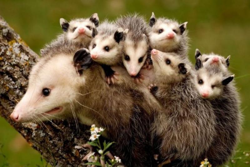 possum possum with her babies