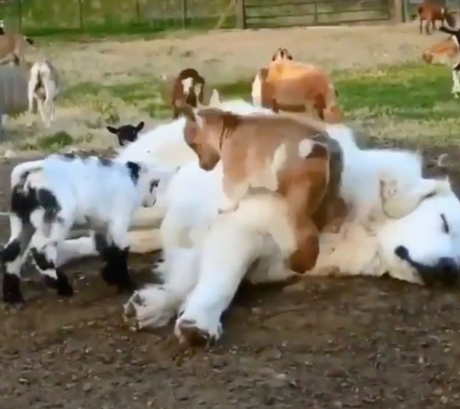 dog and goats goats jumping on dog and it sleeps
