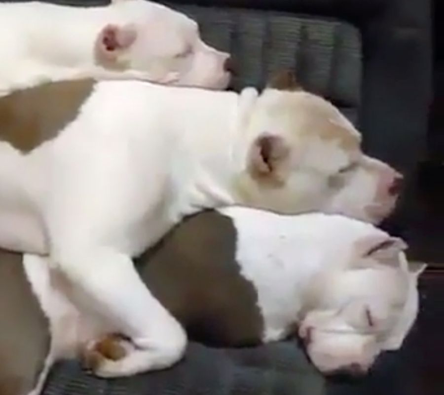 dogs stacked dogs all napping together