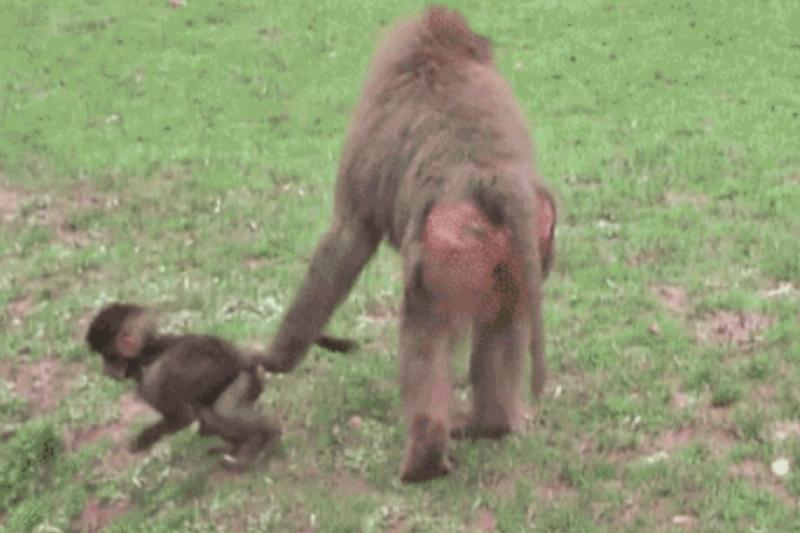 monkey and son monkeys walking mom pulling son by tail