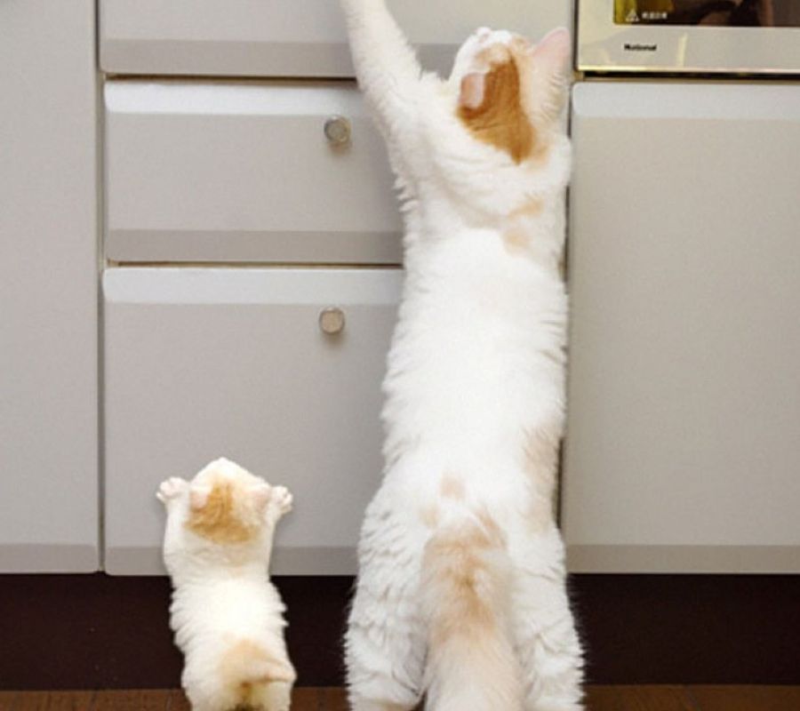 cat cat and kitten stretching up counter