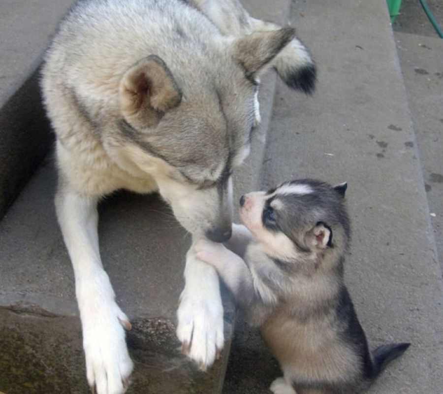 husky and baby baby dog and husky parent having a tet a tet