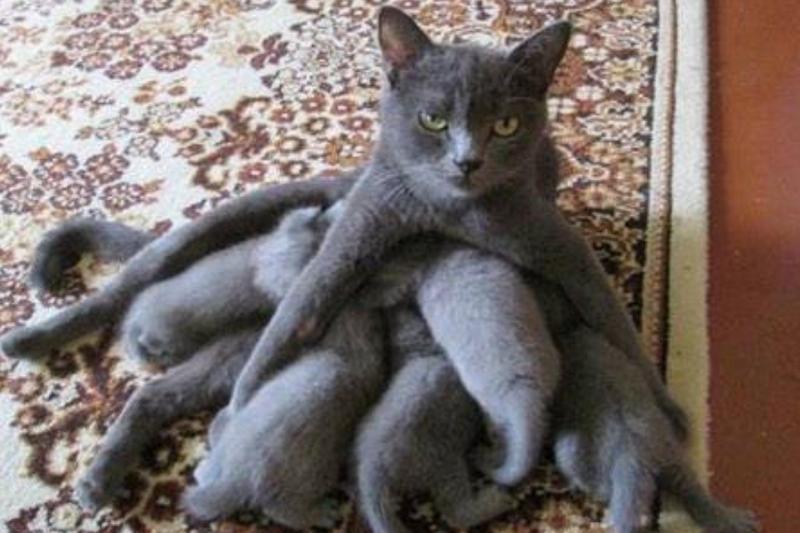 cat with kits cat nursing so many kittens they make her look wild