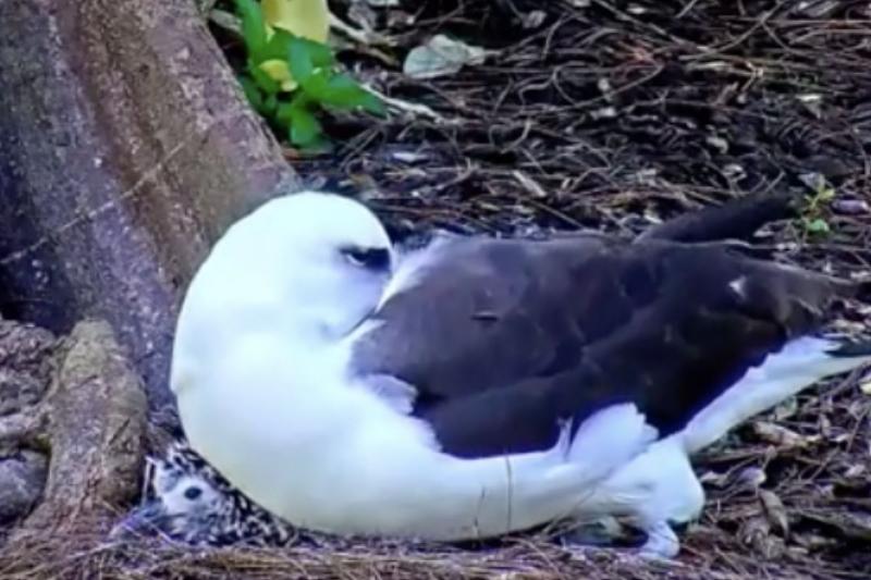 bird on bird bird falling asleep on other bird