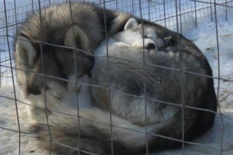 wolves mama wolf and baby cuddle up for warmth in a cinnamon bun