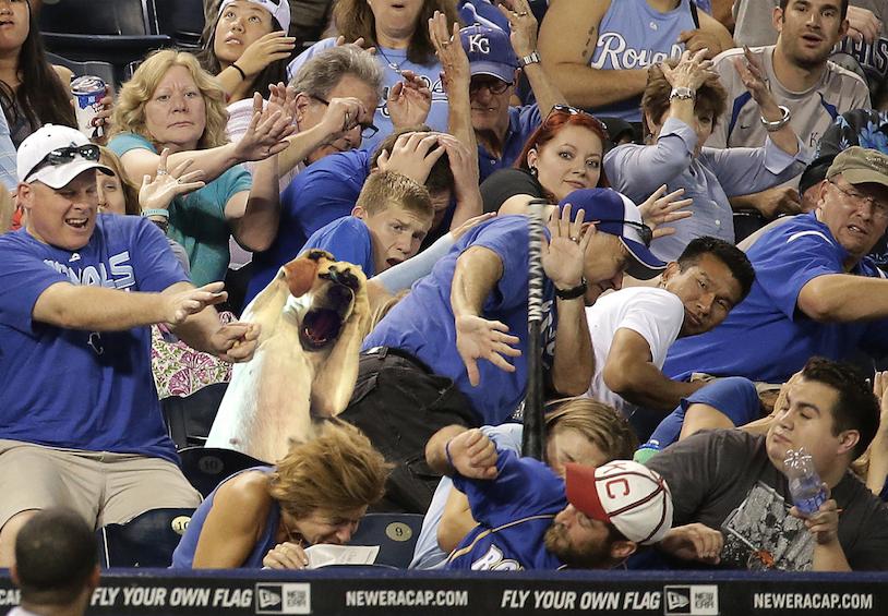bat flip dog a dog flinching from a bat flip