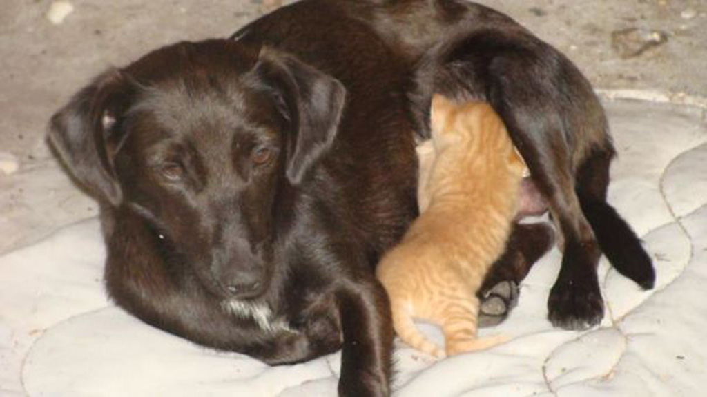 Wrong Mother Kitten with dog