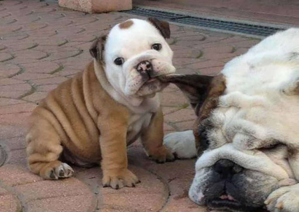 Lion King 2.0 Puppy with ear in its mouth