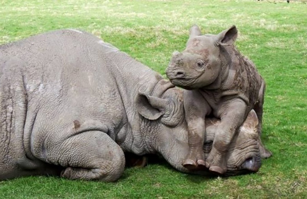 Comfortable Rhino on its parent's head