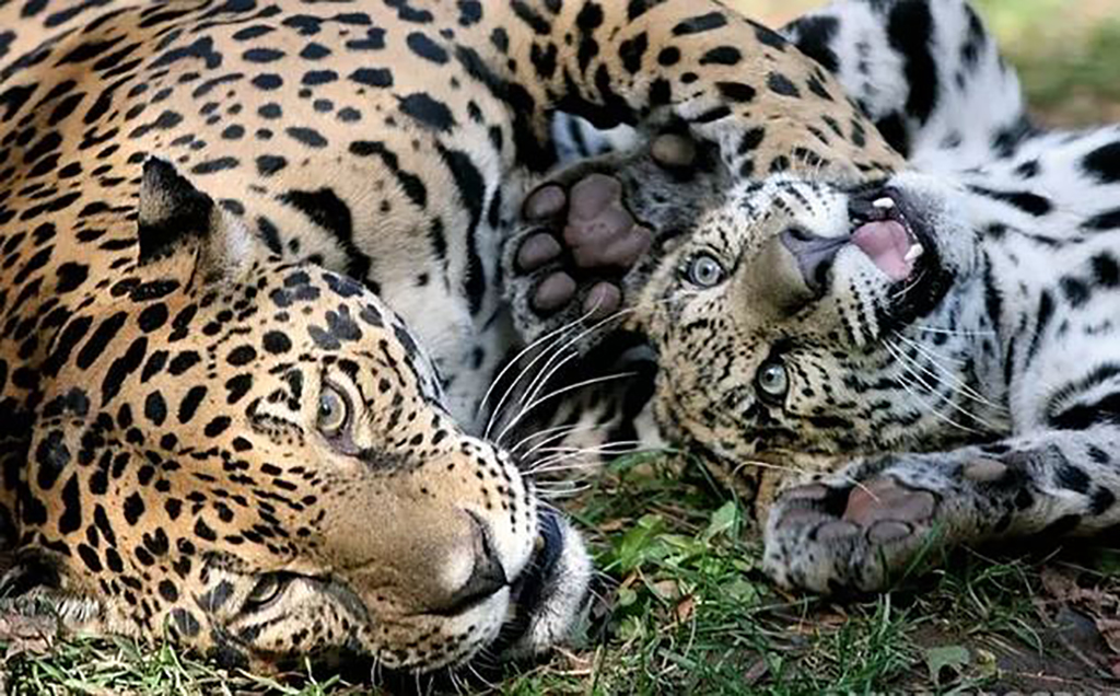 No More Sugar Before Bedtime Cub keeping its mother up