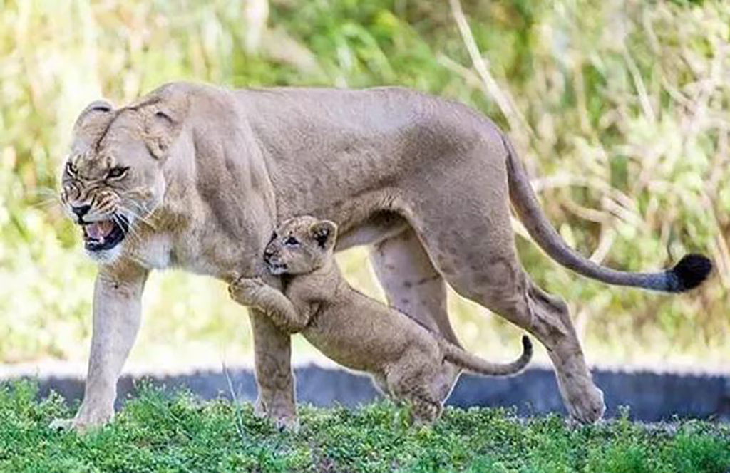 What Did You Do To My Child? Angry lioness and her cub