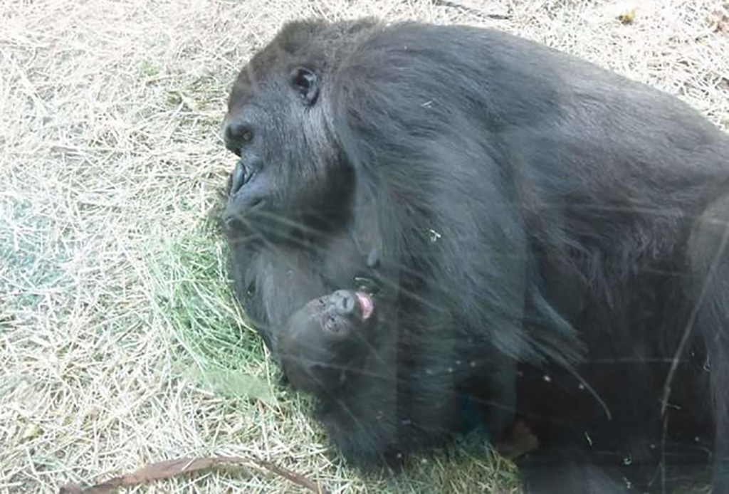 Classic Pin Move Gorilla holding down their young