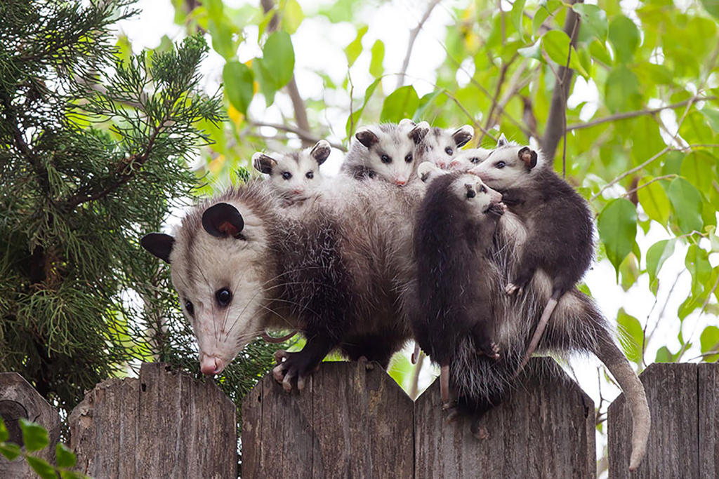 Getting Down Opossum on gate with babies