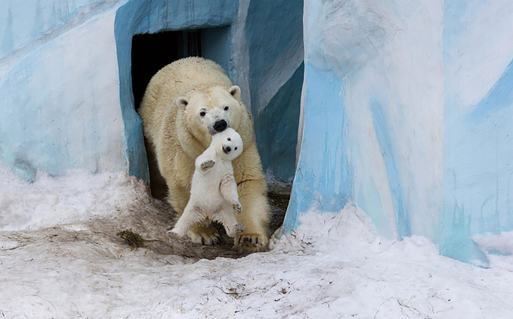 Stay In Bed Polar bear with baby in its mouth