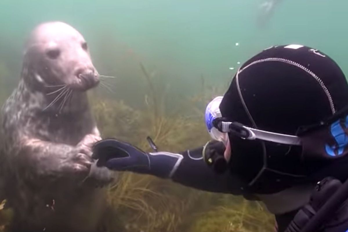 diver seal ad diver seal ad