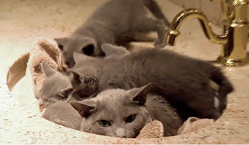 Compromised Cat and kittens in sink