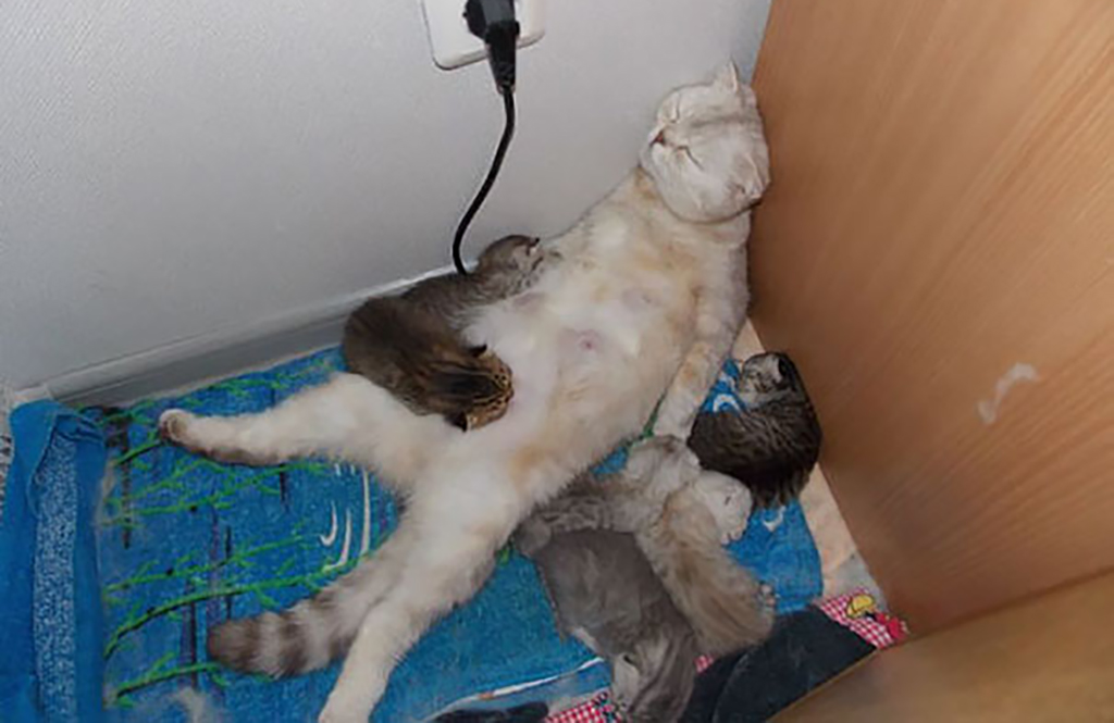 Leave Me Here Cat sleeping in funny position